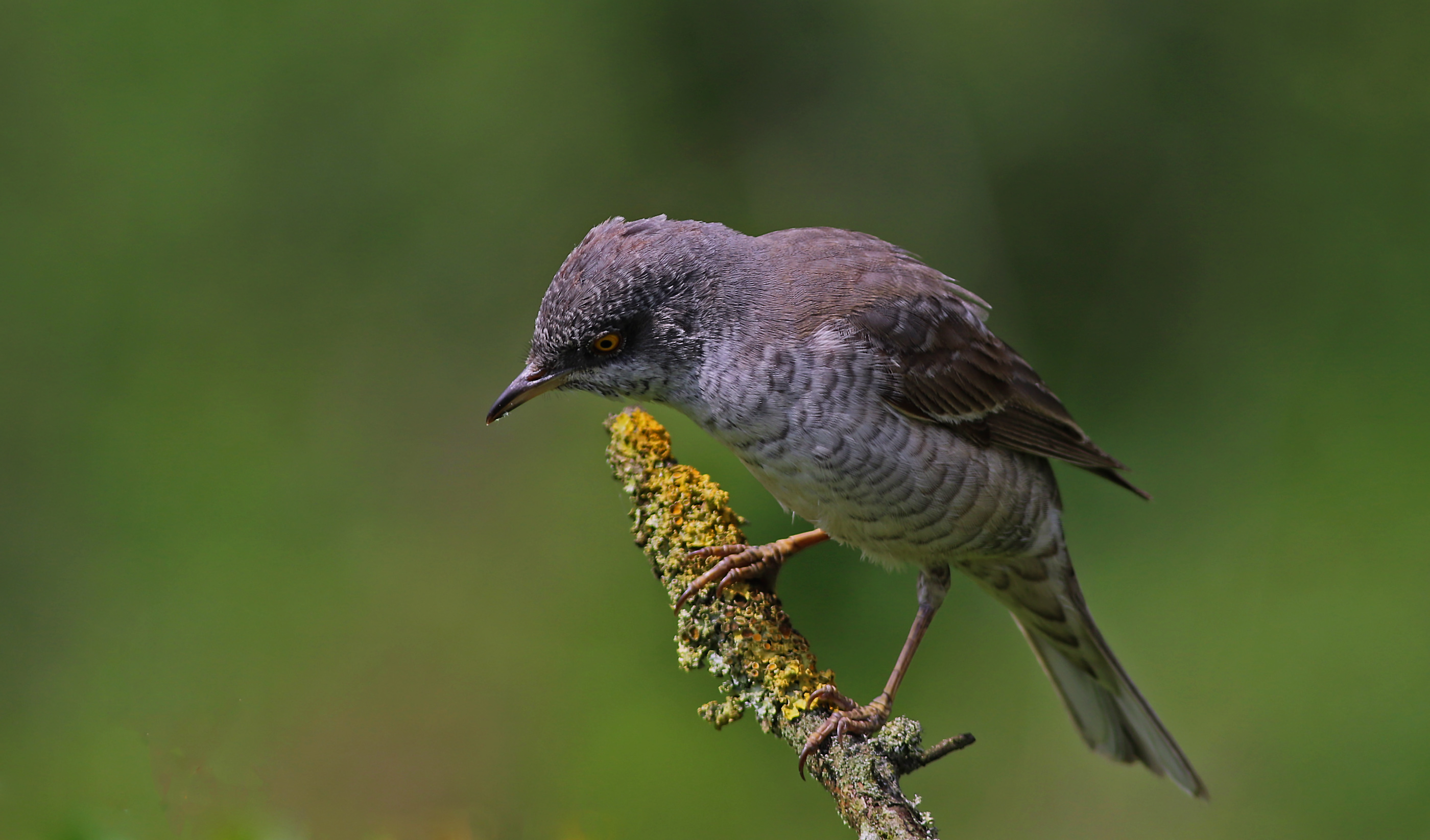 Barred Warbler